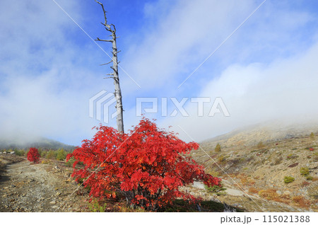 草津白根山 ナナカマドの紅葉 草津白根山 ナナカマドの紅葉 115021388