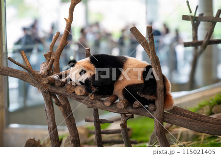 木の上でごろんとするジャイアントパンダ 115021405