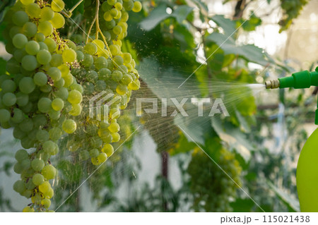 Spraying Chemicals Pesticides on green grapes in outdoor vineyards. Concept of healthy eating homegrown greenery fruits. Seasonal countryside cottage core life. Winemaker 115021438