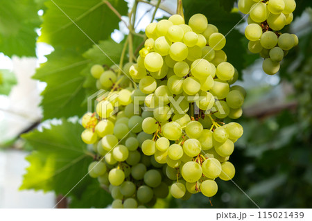 Harvesting green grapes in outdoor vineyards. Concept of healthy eating homegrown greenery fruits. Seasonal countryside cottage core life. Winemaking 115021439