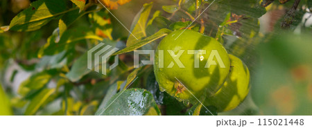 Unrecognizable farmer watering apples with professional sprayer in farmland. Fighting pests in garden. Poison for insects Homegrown locally agriculture healthy country life concept. Sunlight Unrecognizable farmer watering apples with professional sprayer in farmland. Fighting pests in garden. Poison for insects Homegrown locally agriculture healthy country life concept. Sunlight 115021448