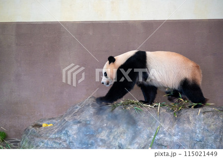 歩くジャイアントパンダ 115021449