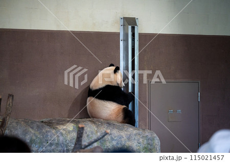 座るジャイアントパンダ 115021457