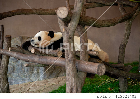 くつろぐジャイアントパンダの横顔 115021483