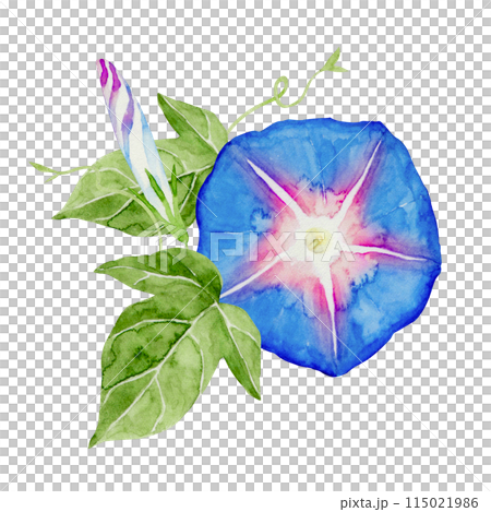 Morning glory summer flower blue purple illustration watercolor illustration 115021986
