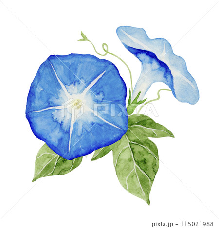 朝顔　夏 花 青　挿絵　水彩 イラスト 115021988