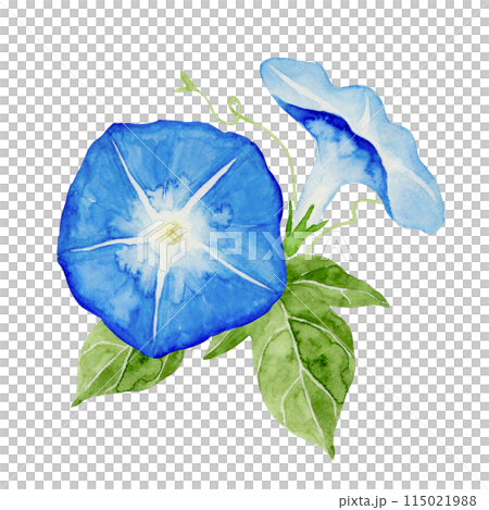 朝顔　夏 花 青　挿絵　水彩 イラスト 115021988