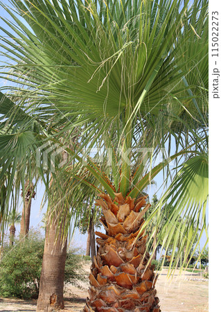 Green palms with thick brown trunks. Tree care. Tropical climate, nature Green palms with thick brown trunks. Tree care. Tropical climate, nature 115022273