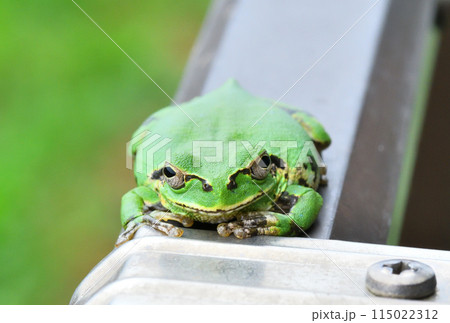 アマガエル、ニホンアマガエル 115022312