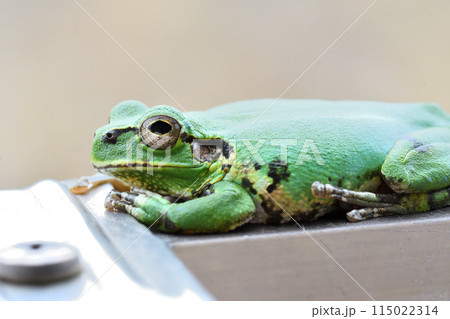 アマガエル、ニホンアマガエル アマガエル、ニホンアマガエル 115022314