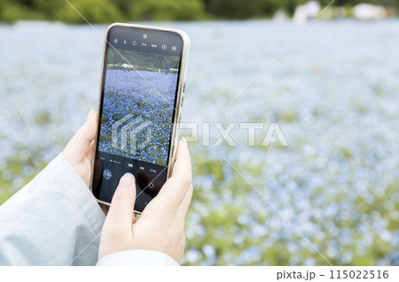 ネモフィラの花畑をスマホで撮影する女の子手元 ネモフィラの花畑をスマホで撮影する女の子手元 115022516