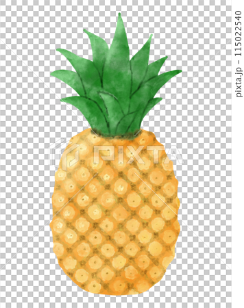 手描き水彩パイナップルのイラスト 115022540