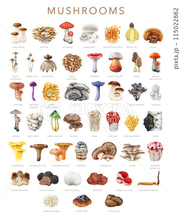 Big collection of vintage style painted mushrooms with names. Watercolor illustration. Different mushroom great collection. Table with painted edible, medicinal, poisonous fungi set. White background 115022662