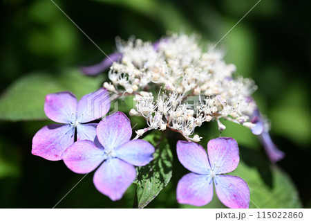 アマチャ（甘茶）の花 115022860