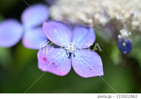 アマチャ（甘茶）の花 115022862