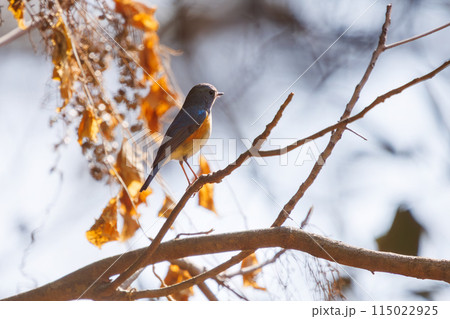 幸せの青い鳥、可愛いルリビタキ（ヒタキ科）。  日本国東京都文京区、小石川植物園にて。 2024年新 115022925
