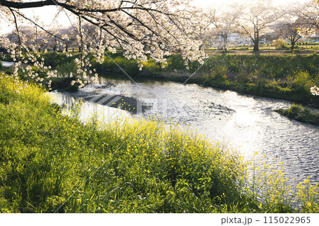 川沿いに咲く菜の花と桜の木 115022965