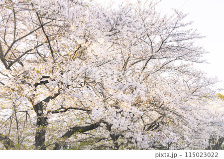 夕暮れ時の満開になった桜 夕暮れ時の満開になった桜 115023022