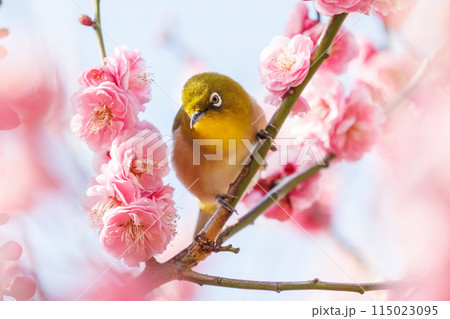 梅の花と可愛いメジロ（メジロ科）。 花鳥風月。  日本国東京都文京区、小石川植物園にて。 2024年 115023095