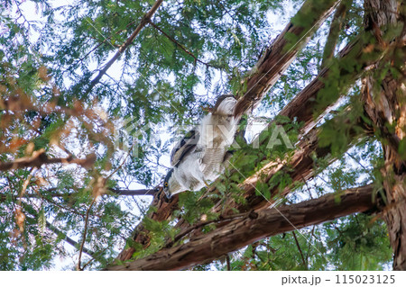 監視する美しいオオタカ（タカ科）。  日本国東京都文京区、小石川植物園にて。 2024年新春撮影。 115023125