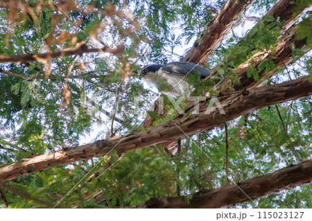 監視する美しいオオタカ（タカ科）。  日本国東京都文京区、小石川植物園にて。 2024年新春撮影。 115023127