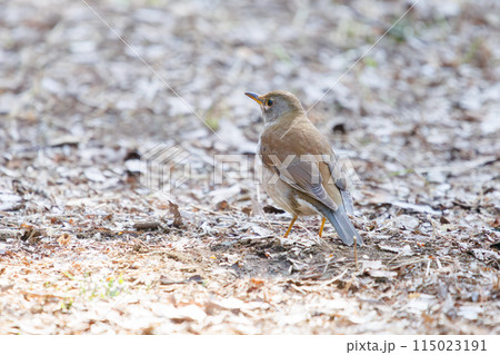 餌を探す可愛いシロハラ（ヒタキ科）。  日本国東京都文京区、小石川植物園にて。 2024年新春撮影。 115023191