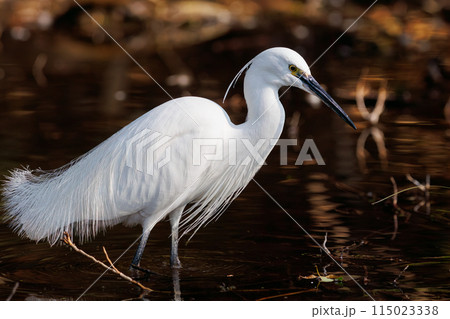 小エビを捕らえた美しいコサギ（サギ科）。  日本国東京都文京区、小石川植物園にて。 2024年新春撮 115023338