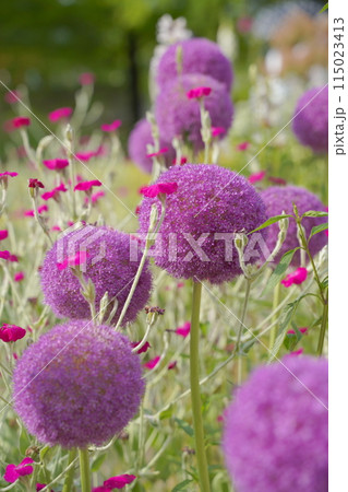 浜名湖ガーデンパークの花壇　2024年5月 115023413