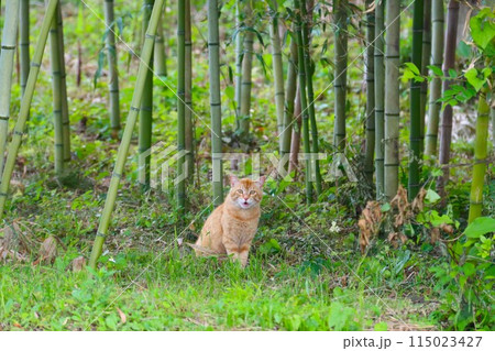 竹林に座って鳴きながら見つめる茶トラの野良猫 竹林に座って鳴きながら見つめる茶トラの野良猫 115023427