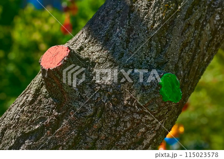 Tree care. Section of a tree branch covered with paint for preservation Tree care. Section of a tree branch covered with paint for preservation 115023578