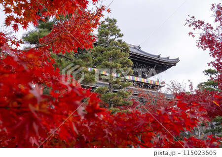 くろ谷 金戒光明寺 紅葉に包まれた山門 くろ谷 金戒光明寺 紅葉に包まれた山門 115023605