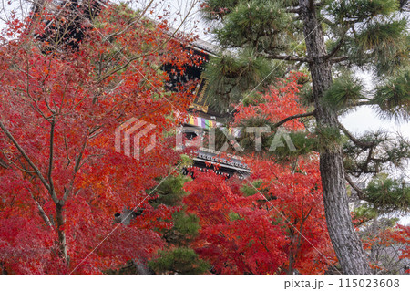 くろ谷　金戒光明寺　紅葉に包まれた山門 115023608