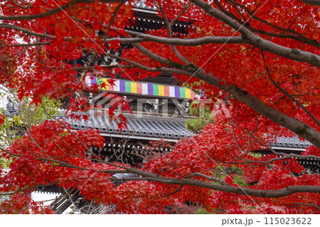 くろ谷　金戒光明寺　紅葉に包まれた山門 115023622