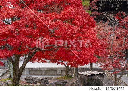 くろ谷　金戒光明寺　紅葉に包まれた山門 115023631