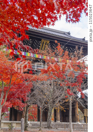 くろ谷　金戒光明寺　紅葉に包まれた山門 115023647
