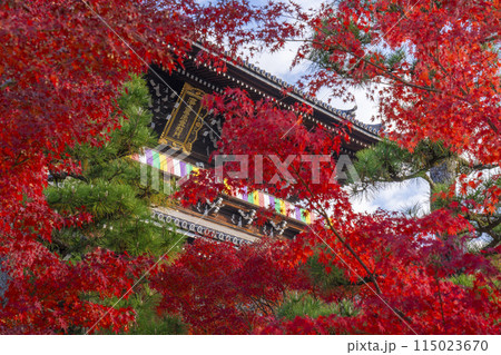 くろ谷　金戒光明寺　紅葉に包まれた山門 115023670