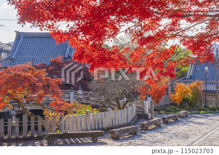 くろ谷　金戒光明寺　紅葉に包まれた極楽橋 115023703