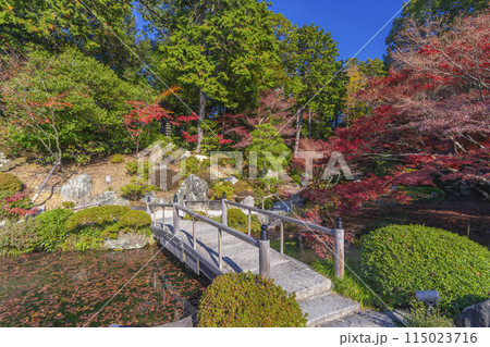 くろ谷　金戒光明寺　紅葉に包まれた方丈北庭 115023716