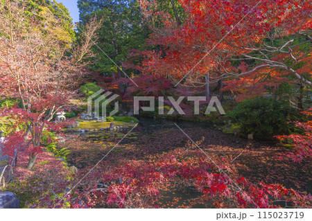 くろ谷　金戒光明寺　紅葉に包まれた方丈北庭 115023719