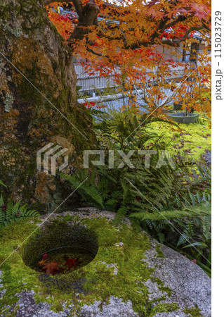 くろ谷　金戒光明寺　紅葉に包まれた花峯庵　つくばい 115023729