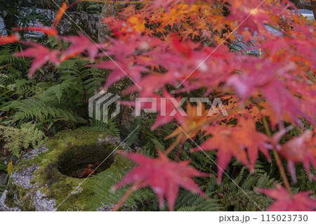 くろ谷　金戒光明寺　紅葉に包まれた花峯庵　つくばい 115023730
