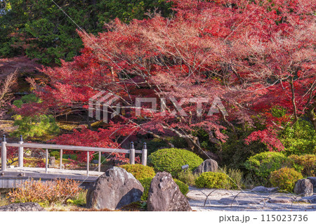 くろ谷　金戒光明寺　紅葉に包まれた紫雲の庭 115023736