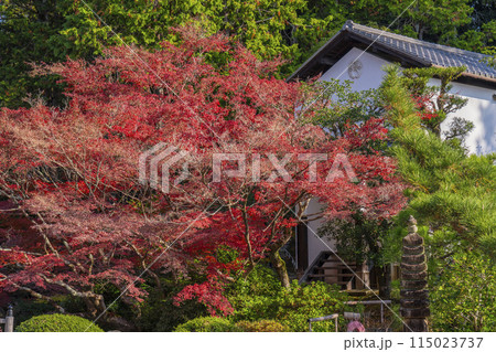 くろ谷 金戒光明寺 紅葉に包まれた紫雲の庭 くろ谷 金戒光明寺 紅葉に包まれた紫雲の庭 115023737