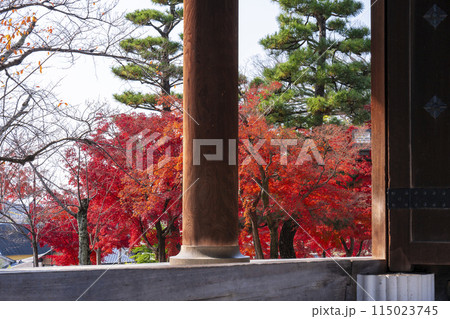 くろ谷　金戒光明寺　紅葉に包まれた山門 115023745