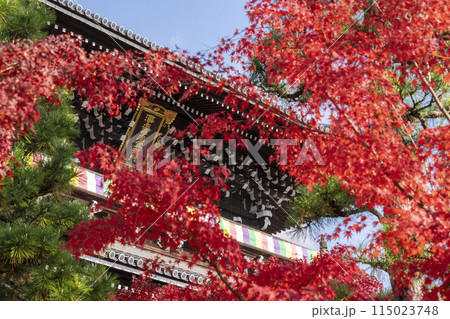 くろ谷 金戒光明寺 紅葉に包まれた山門 くろ谷 金戒光明寺 紅葉に包まれた山門 115023748