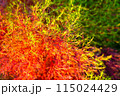 デザイン性があるカラフルな植物 115024429