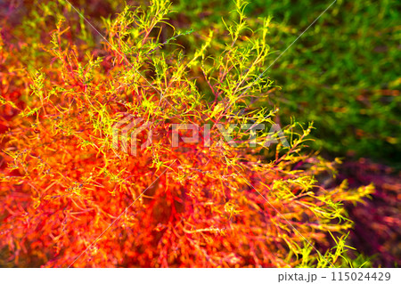 デザイン性があるカラフルな植物 115024429