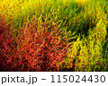 デザイン性があるカラフルな植物 115024430