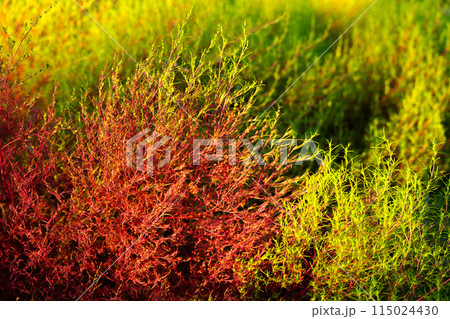 デザイン性があるカラフルな植物 115024430