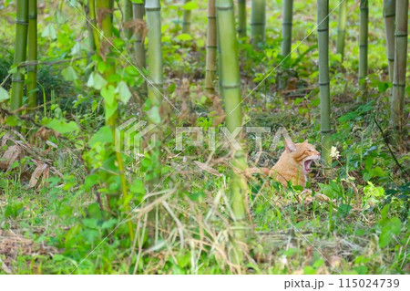 竹林の中に伏せてアクビをする茶トラの野良猫 竹林の中に伏せてアクビをする茶トラの野良猫 115024739